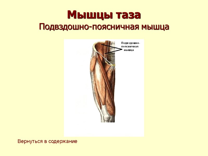 Мышцы таза Подвздошно-поясничная мышца Вернуться в содержание